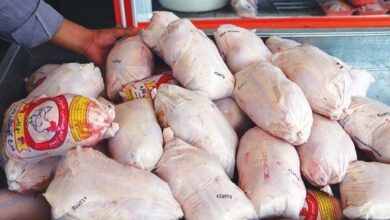 توزیع گوشت مرغ آماده طبخ کشتارگاه‌های مازندران