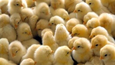 جوجه‌ریزی و فعالیت مرغداری‌های فعال در شهرستان بابلسر