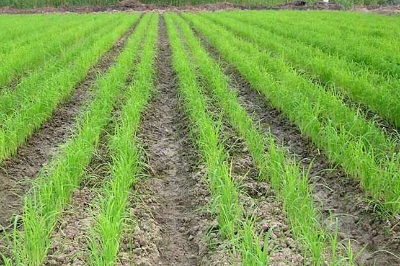 اجرای روش نوین خشک‌کاری برنج در ۱۰ هکتار از اراضی گلوگاه با هدف کاهش مصرف آب